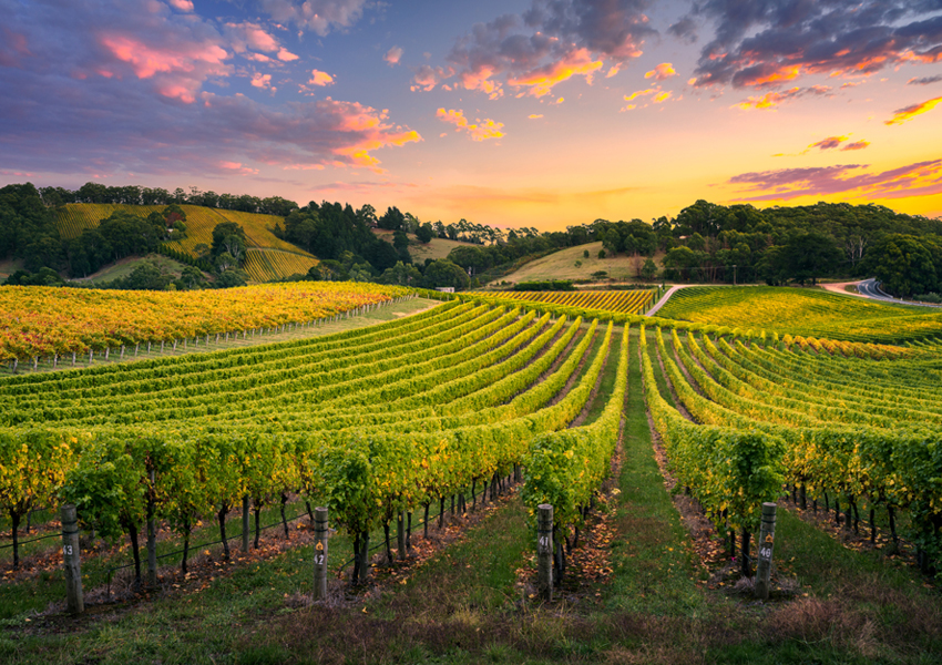 Rolling vineyards of Paso Robles East Side Wine Tour