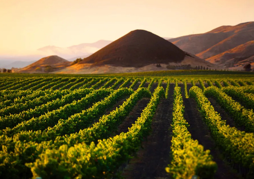 Picturesque Edna Valley Wine Tour