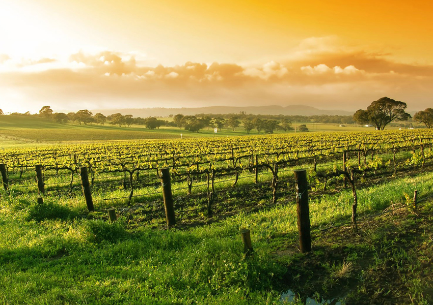 Foxen Canyon Trail Wine Tour in Santa Maria